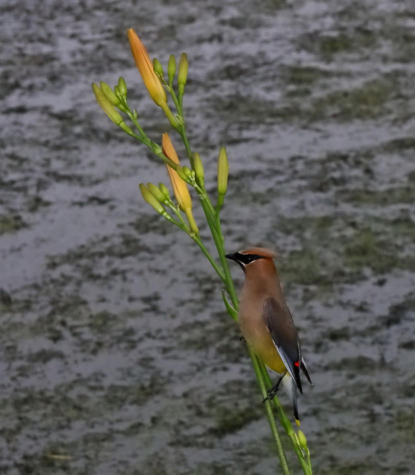 2011 06 13 IMG 33079ee